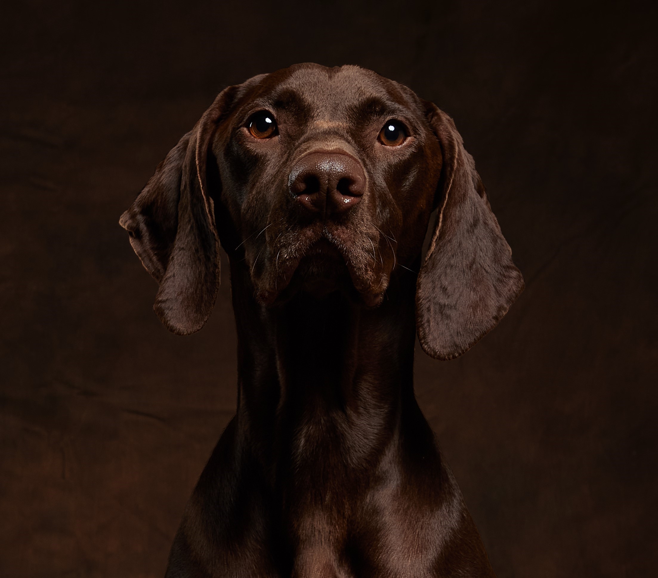 Maple, the therapy dog